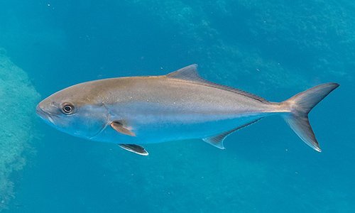 Amberjack