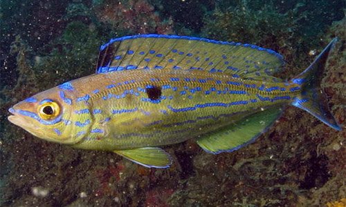 Spicara Smaris