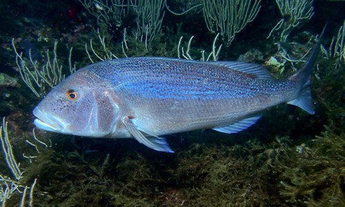 Common Pandora