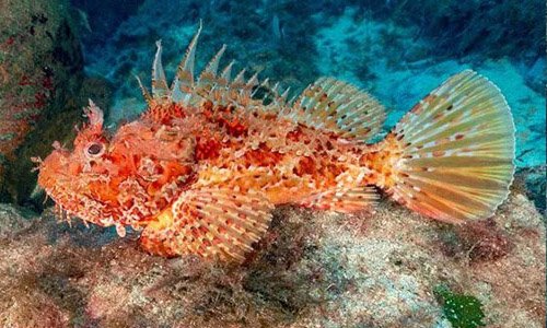 Scorpionfish