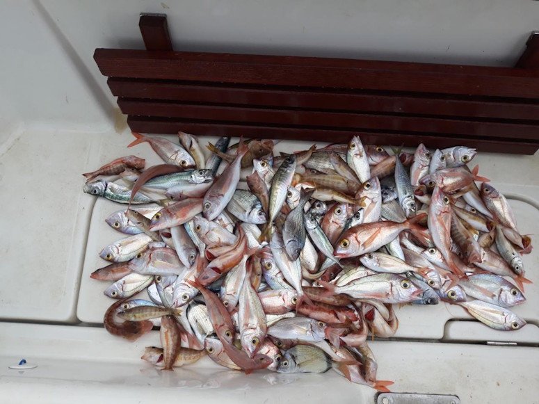 Bolentino Offshore