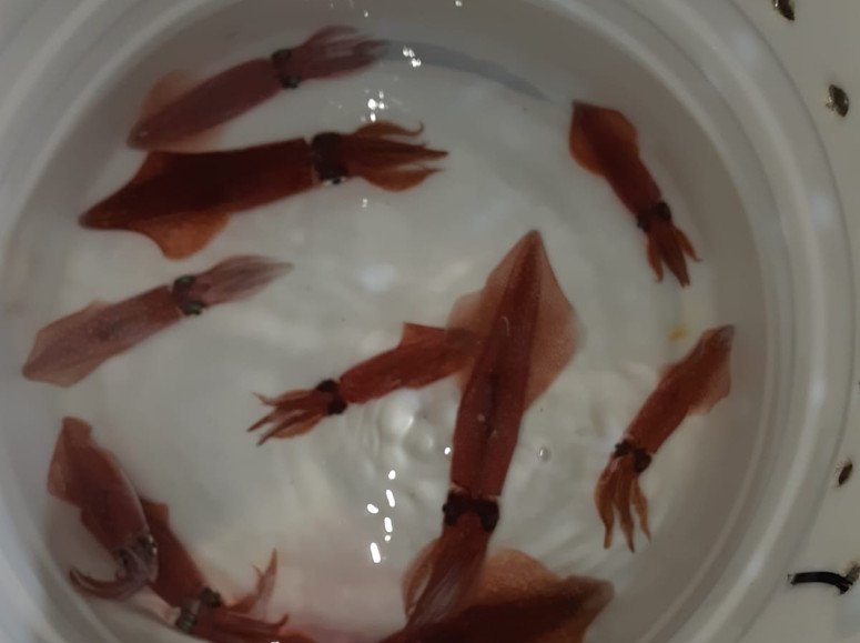 Squid Fishing