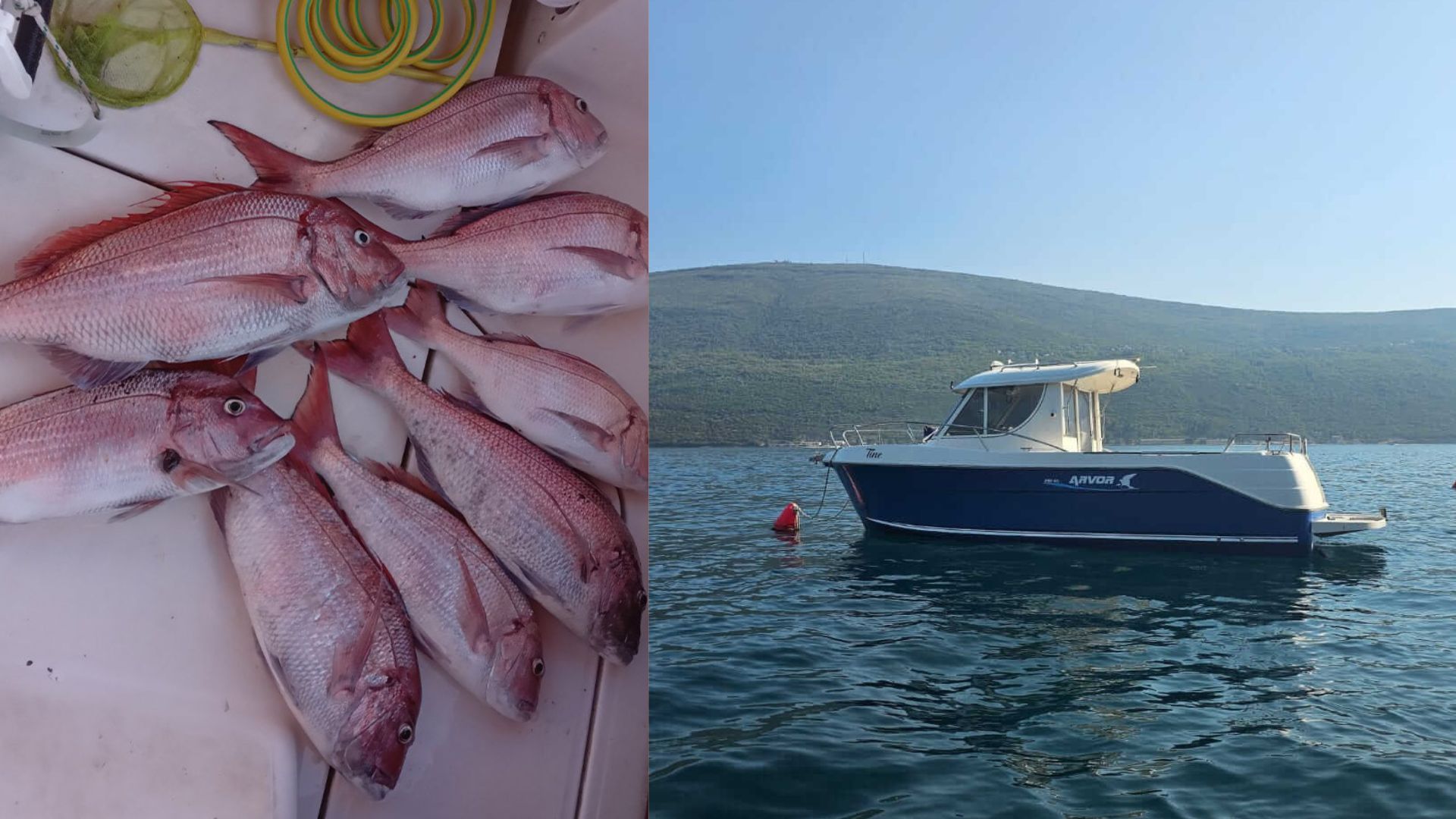 Trolling - Live squids | ARVOR 280 AS Delux