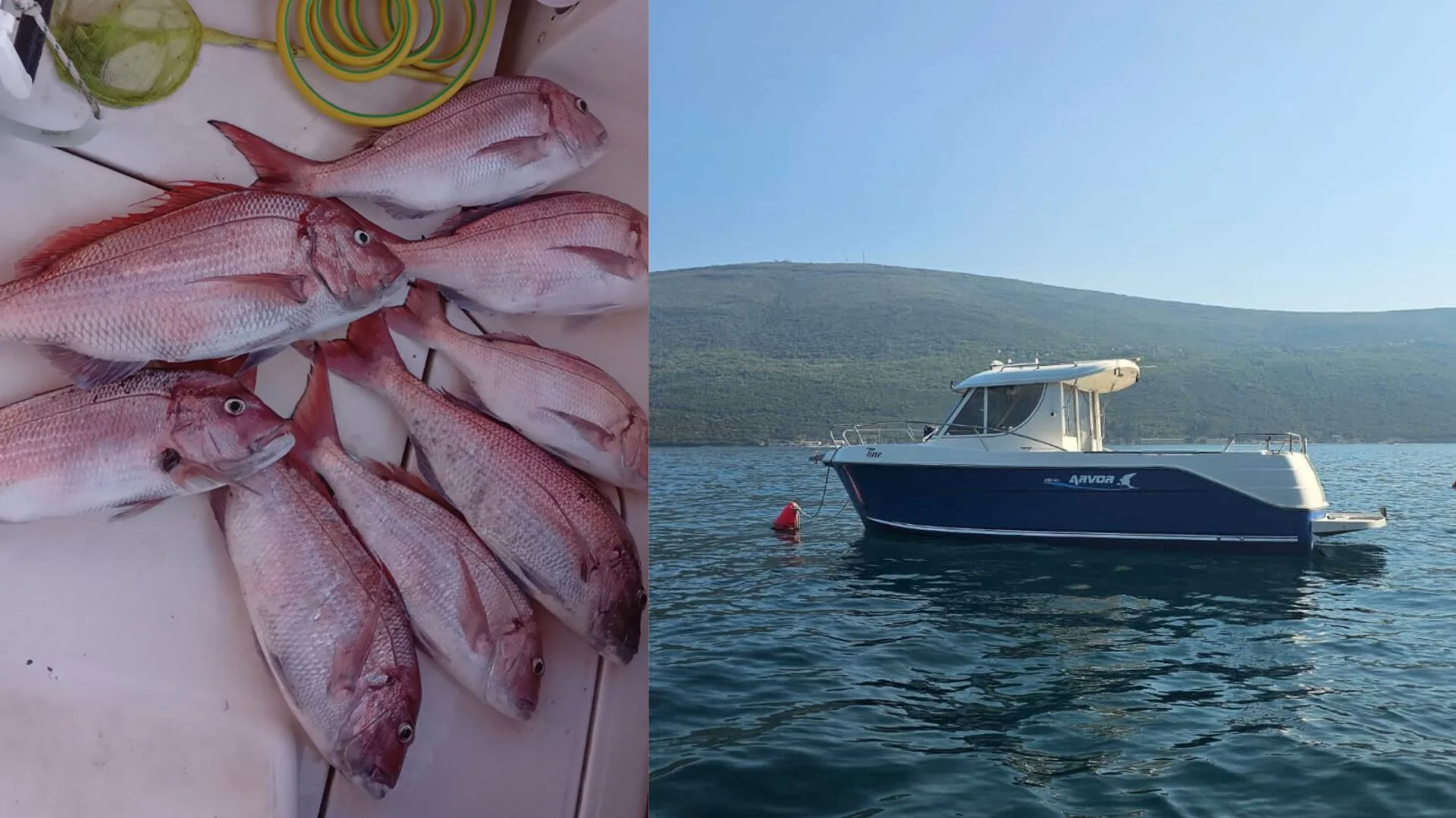 Trolling - Žive lignje | ARVOR 280 AS Delux