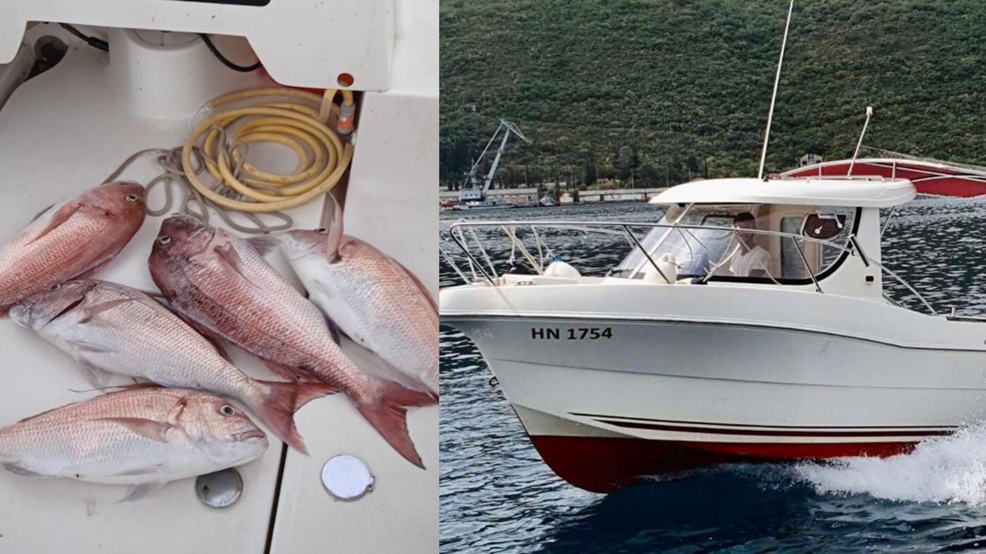 Trolling - Live squids | ARVOR 215