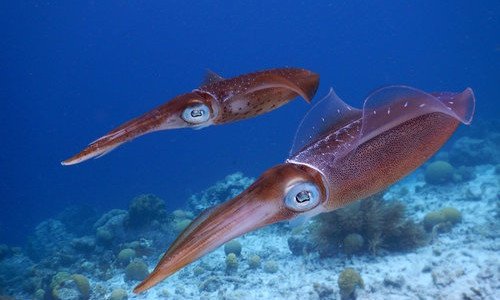 Grouper Dusky